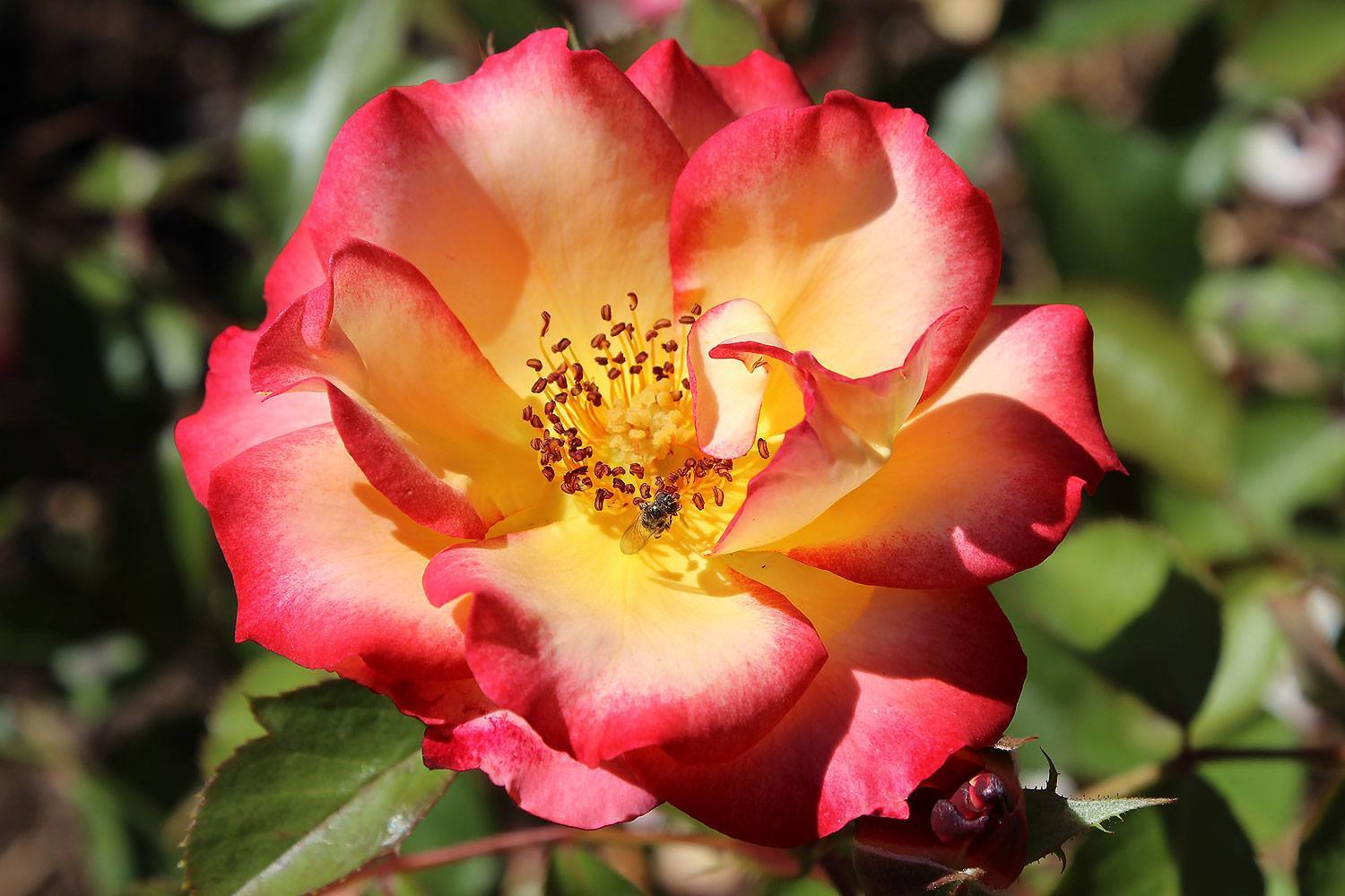 Betty Boop Rose close up
