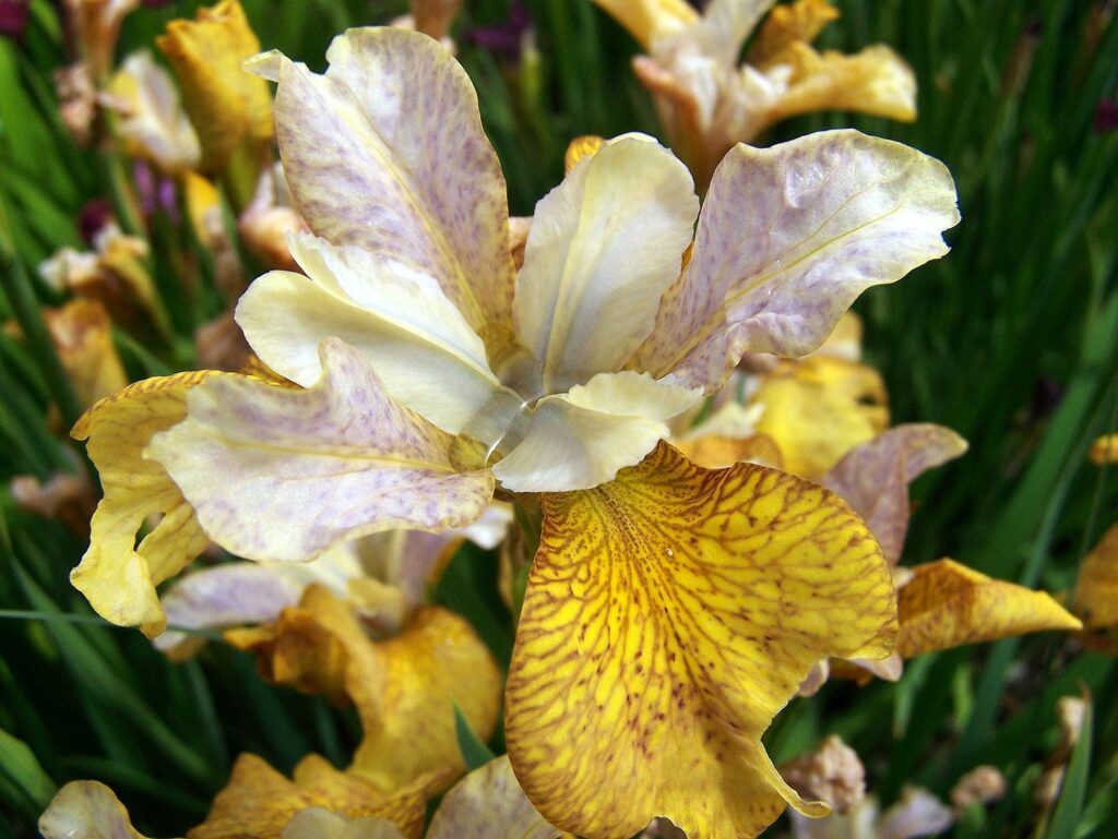 iris-04 striped iris flower