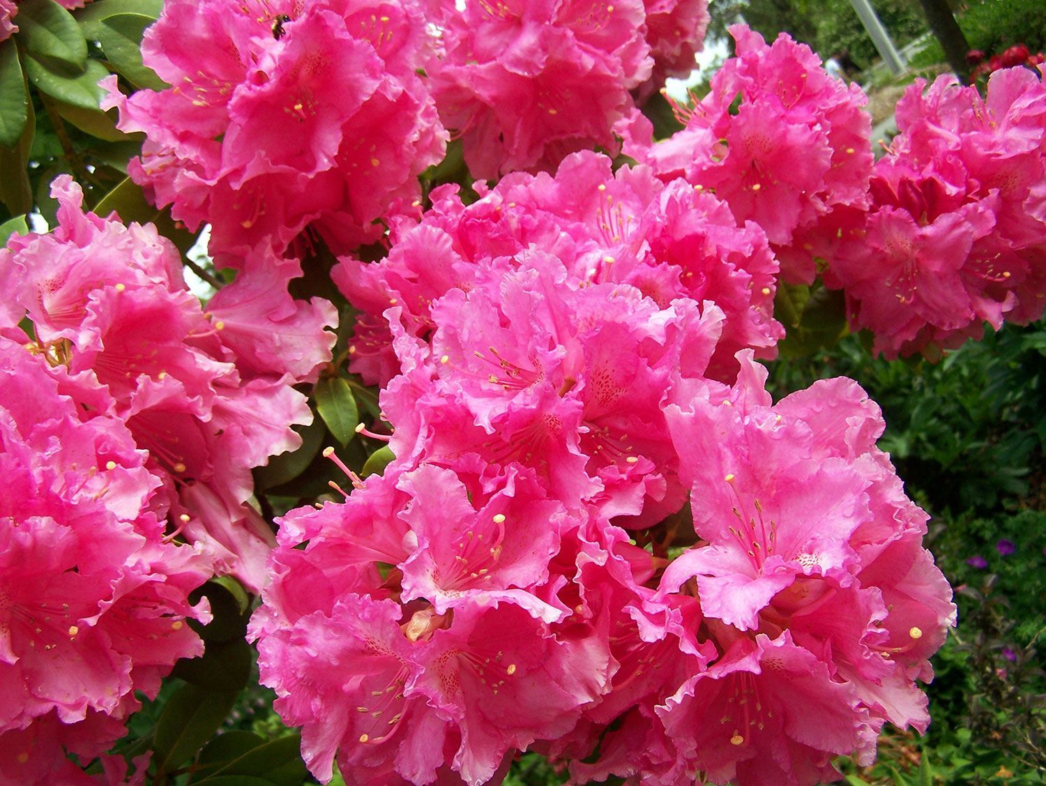 closeup of rhododendron