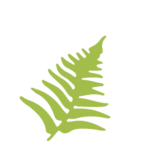 green fern illustration