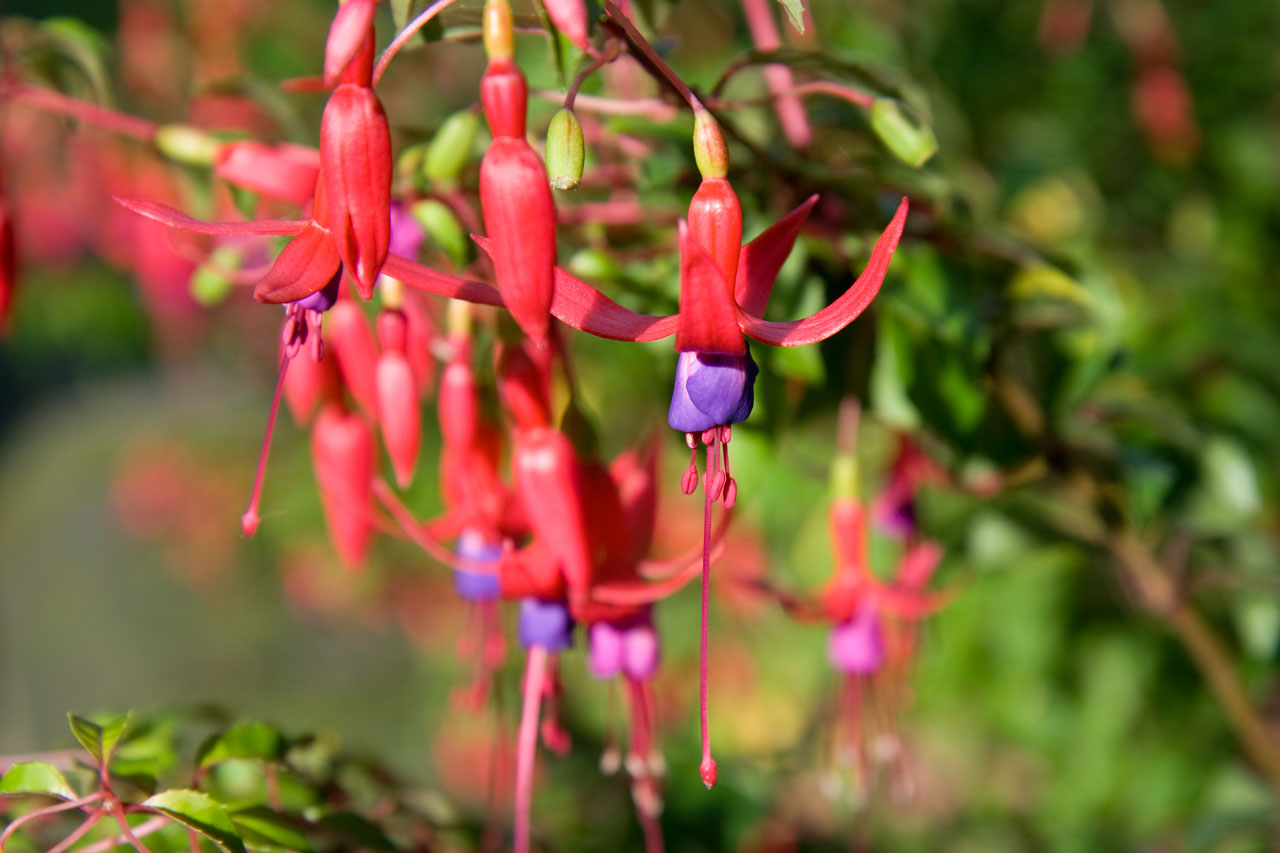 fuchsia up close detail