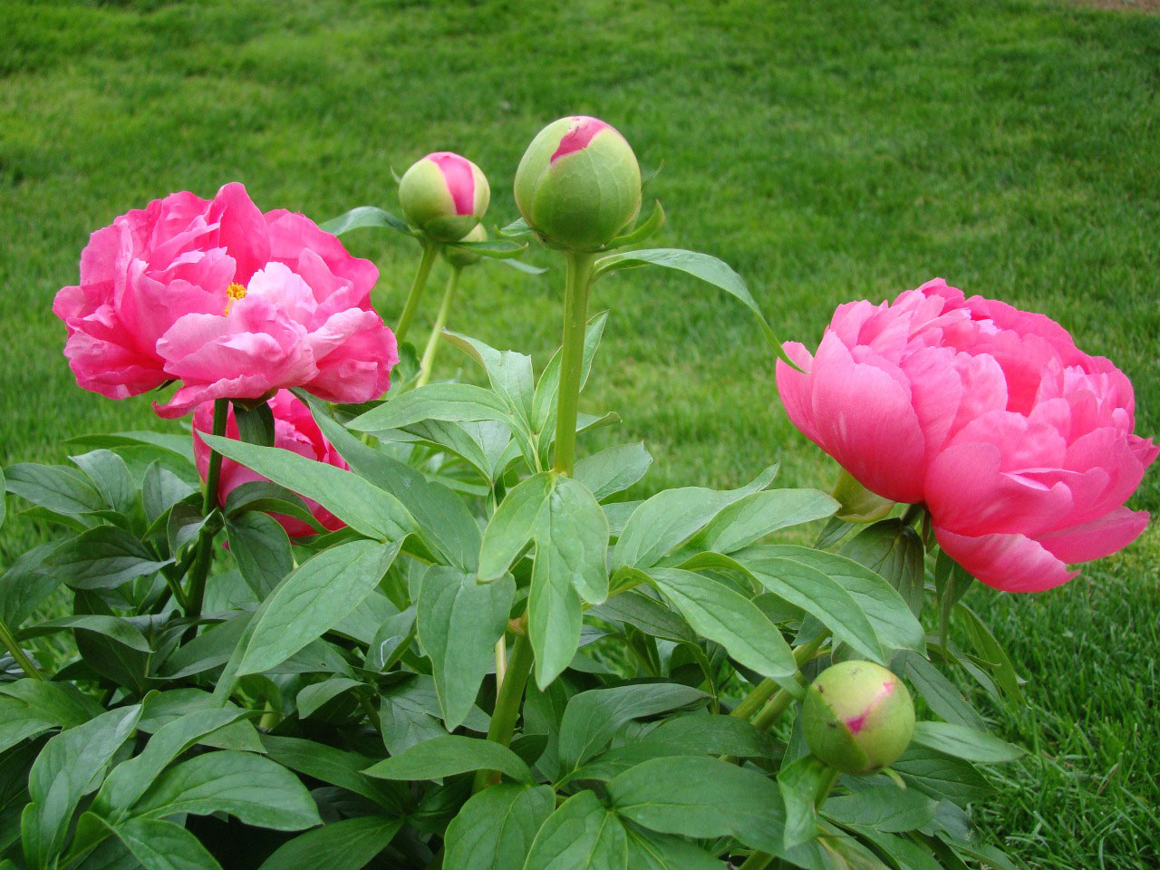deep pink peony in full bloom