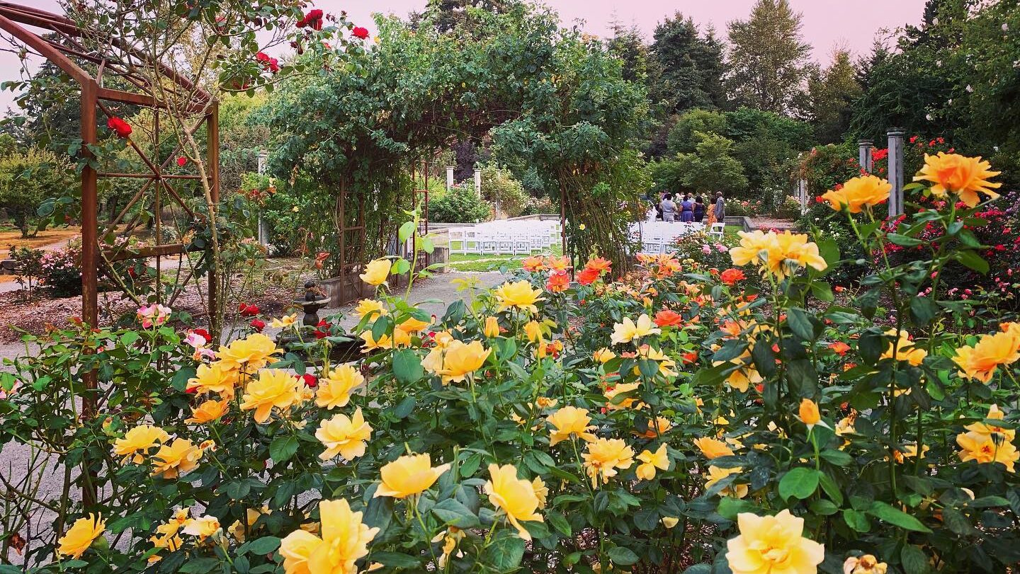 rose garden at twilight