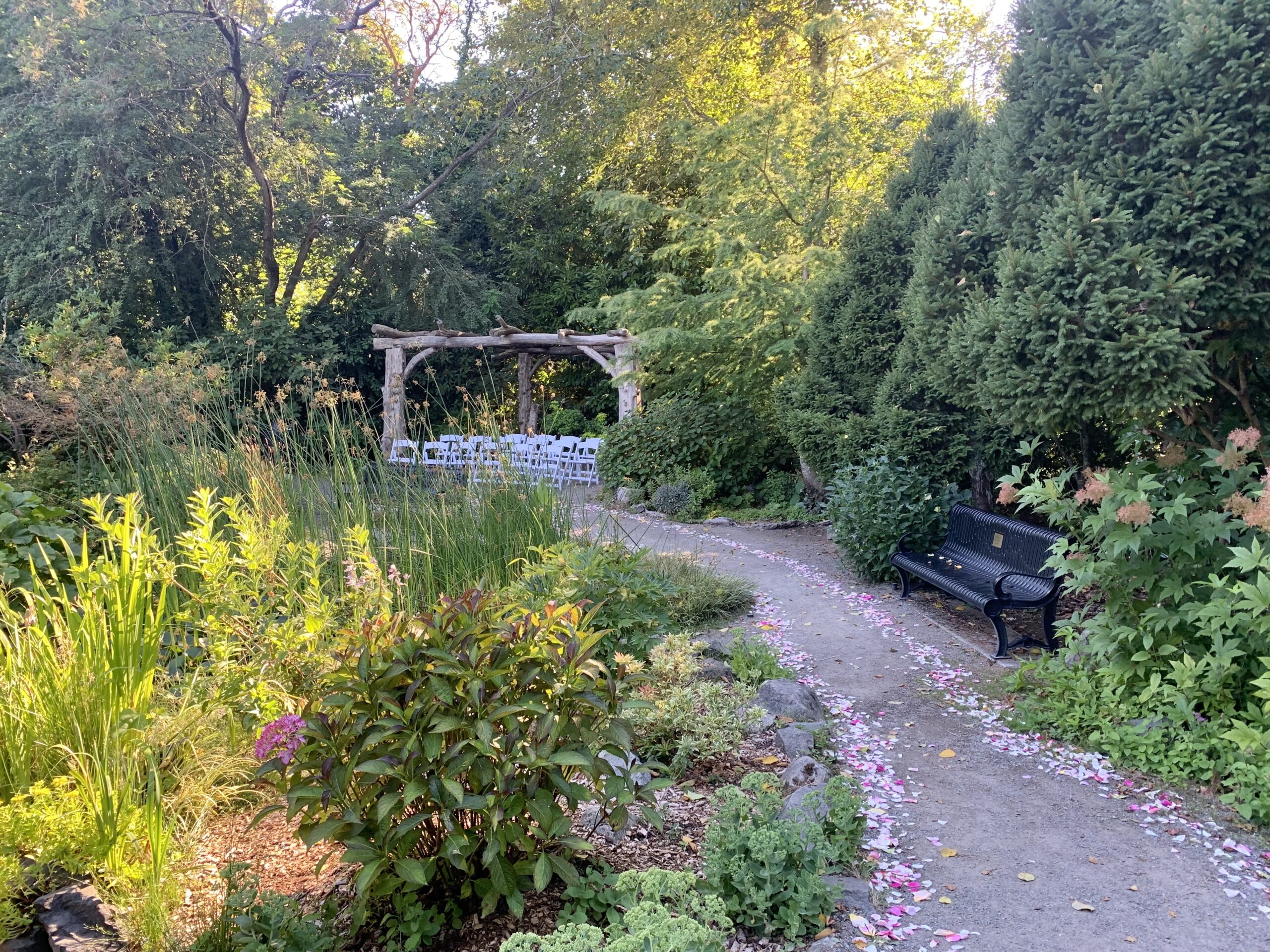 image of rose petals on pathway to pergola