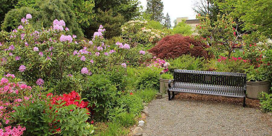 bench in the garden surrounded by blooming plants