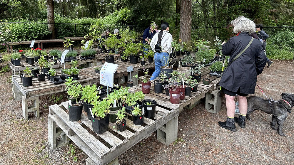 plants displayed on risers for annual sale