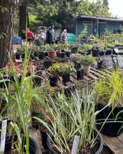 photo of plants at the annual plant sale