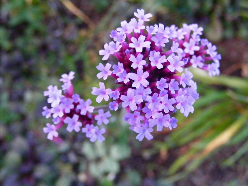 closeup of a verbena in bloom