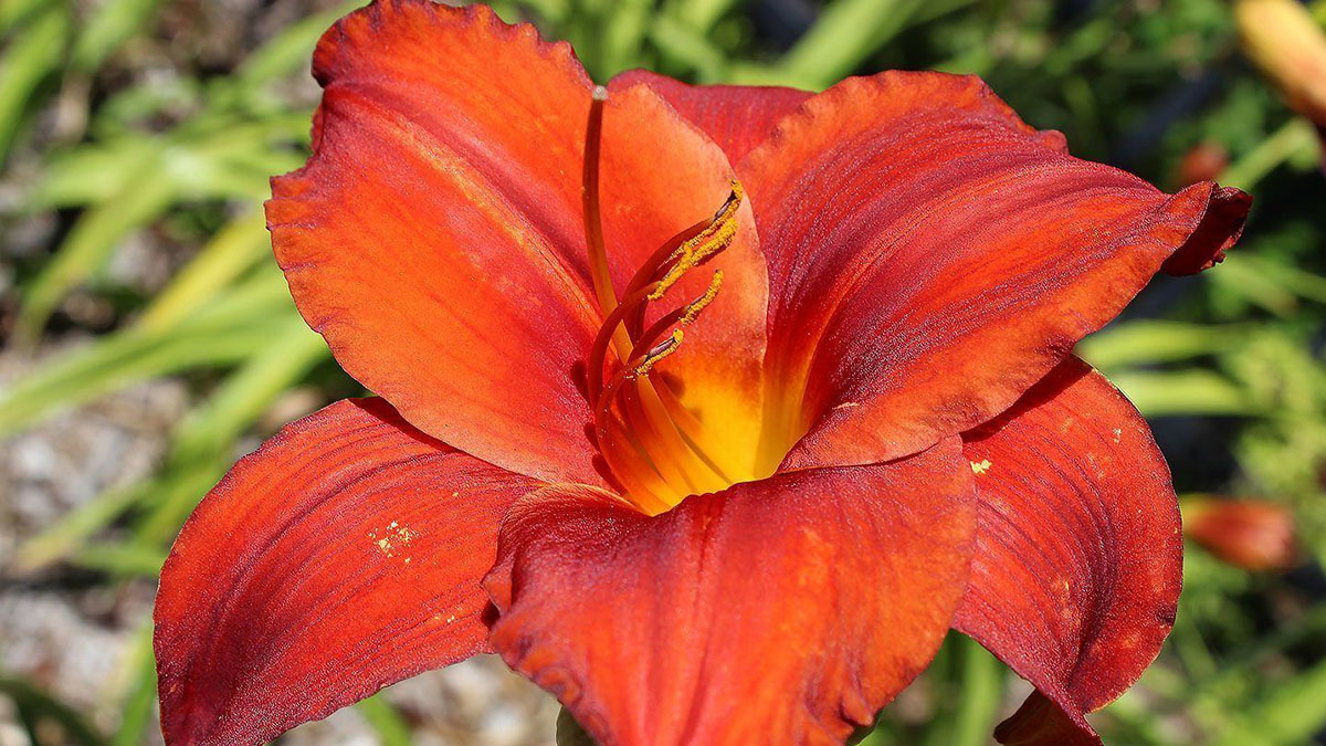image of a daylily in closeup