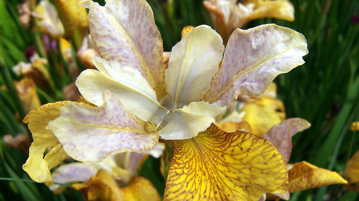 closeup image of a yellow iris