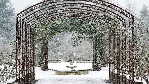 rose arbor in winter