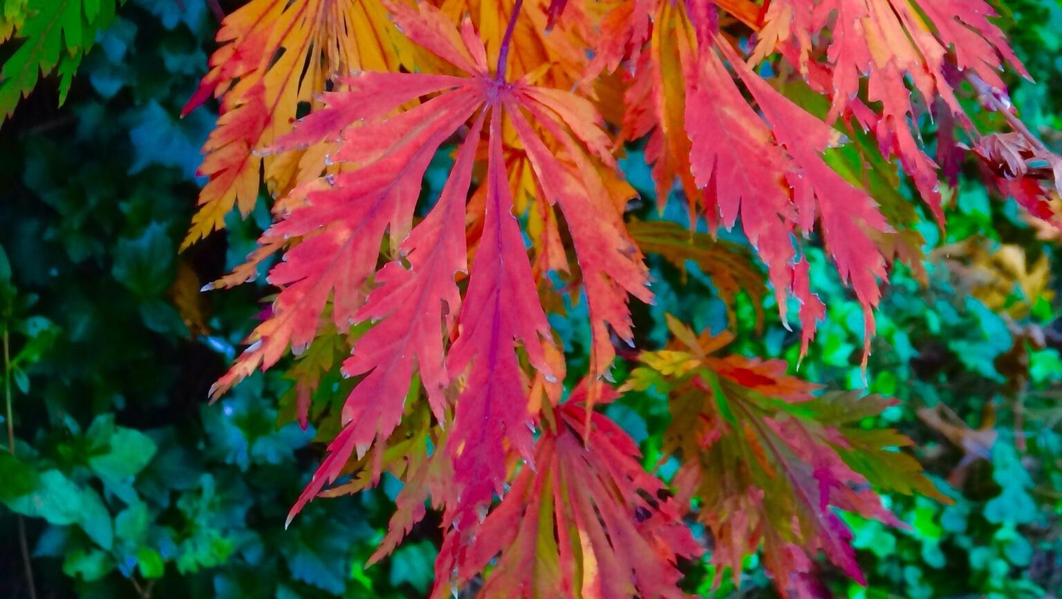 japanese maple leaves in fall