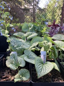 Plant sale