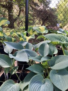 plant sale hosta