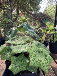 plant sale podiphylum