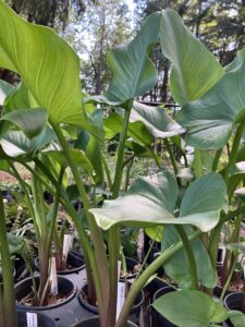 plant sale