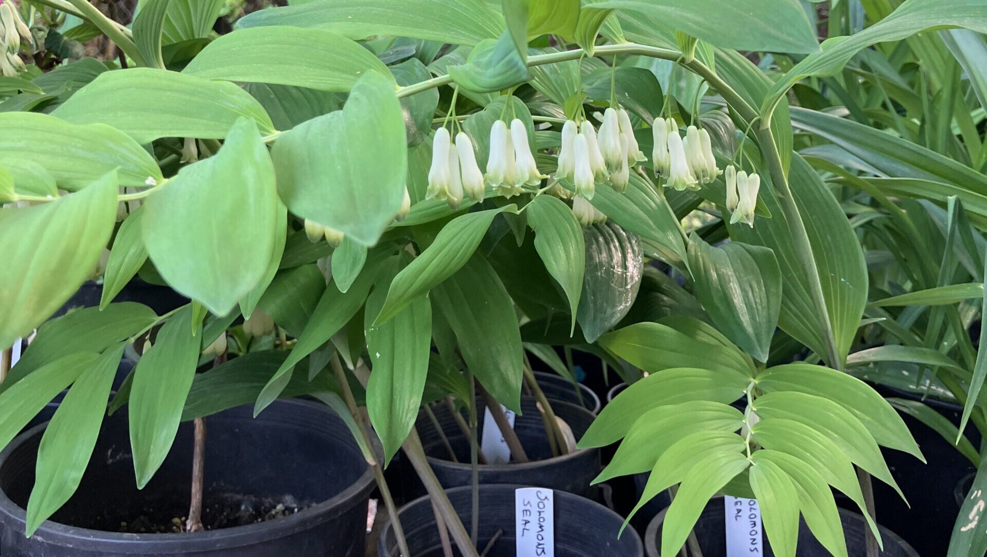 Plant sale solomon seal