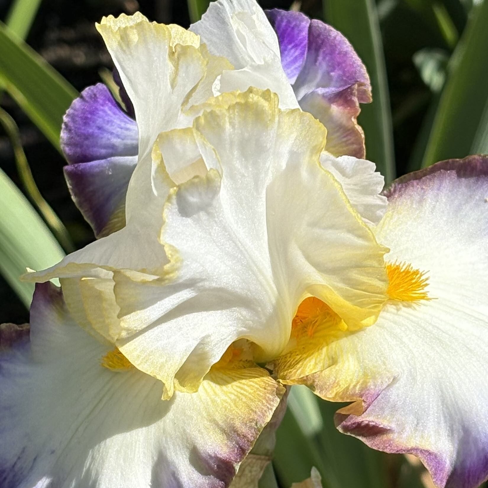 HighlineSeaTacBotanicalGarden_June2026_IMG_8076 White purple and yellow bearded iris